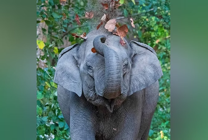 Rajaji National Park:  जंगल में लकड़ी बीनते हुए एक व्यक्ति को हाथी ने पटक-पटककर मार डाला,।