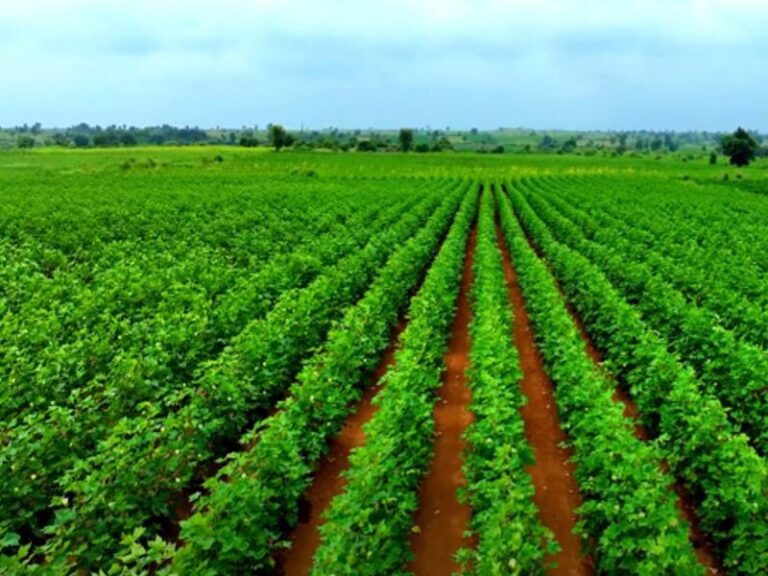 उधम सिंह नगर खेती, उत्तराखंड कृषि, किसान समाचार