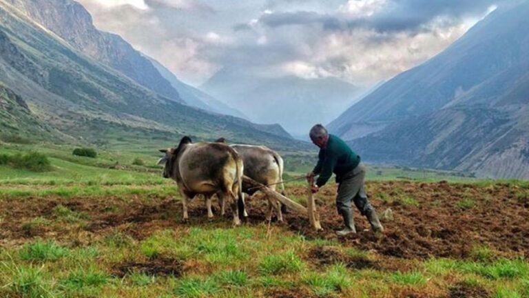 उधम सिंह नगर खेती, उत्तराखंड कृषि, किसान समाचार