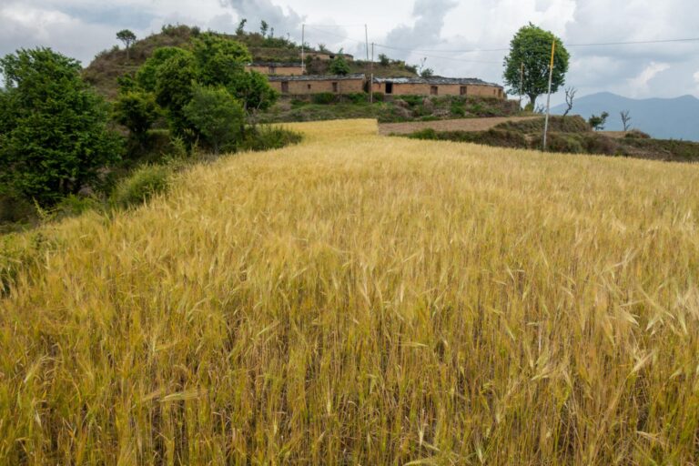 उधम सिंह नगर में कृषि उत्पादन में वृद्धि, किसानों के चेहरे खिले