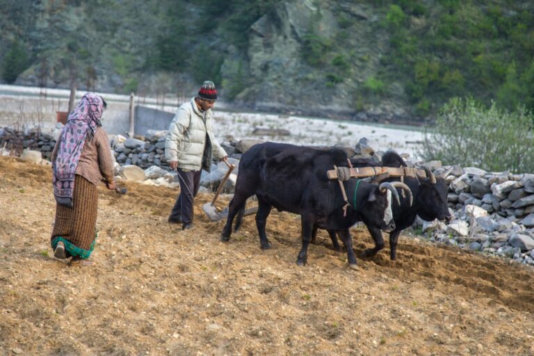 उधम सिंह नगर में किसानों को राहत, नई योजना से बढ़ेगा उत्पादन
