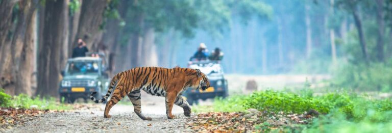 Jim Corbett National Park में वन्यजीव संरक्षण अभियान